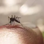 Delhis September Dengue Numbers