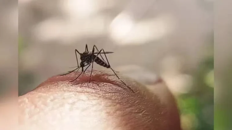 Delhis September Dengue Numbers