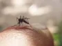 Delhis September Dengue Numbers